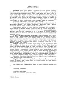 Aristolochia clematitis - mărul lupului - Pagina 1