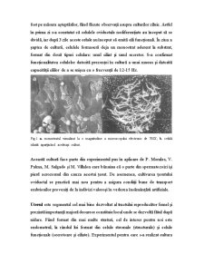 Cultura Celulelor Tractului Reproducător - Pagina 2