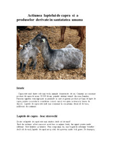 Acțiunea laptelui de capră și a produselor derivate în sănătatatea umană - Pagina 1