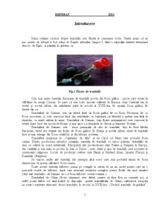 Dulceață de Trandafiri - Pagina 4