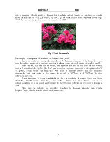 Dulceață de Trandafiri - Pagina 5