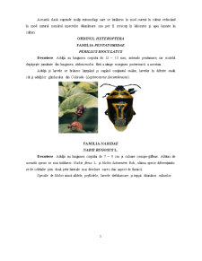 Principalele Grupe de Zoofagi din Agricultură - Pagina 3