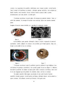 Coroziunea microbiană a materialelor - Pagina 4