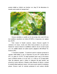 Tehnologii integrate în viticultură - Pagina 4