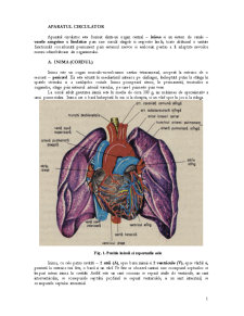 Aparatul circulator și digestiv - Pagina 1