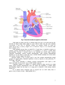 Aparatul circulator și digestiv - Pagina 5