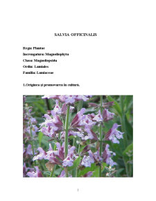 Salvia Officinalis - Pagina 1