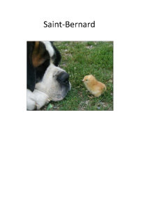 Rasa de câini Saint Bernard - Pagina 1