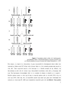 Linkage și crossing-over - fenomene care influențează modul de transmitere al caracterelor - Pagina 3