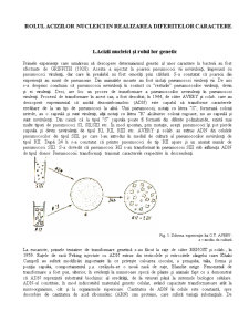 Rolul Acizilor Nucleici în Realizarea Diferitelor Caractere - Pagina 1