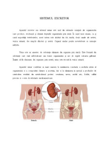 Sistemul Excretor - Pagina 1