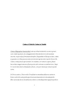 Cătina și uleiul de cătina în nutriție - Pagina 3