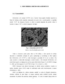 Managementul riscurilor în biotehnologie și industria alimentară - Escherichia Coli O157 - H7 - Pagina 4