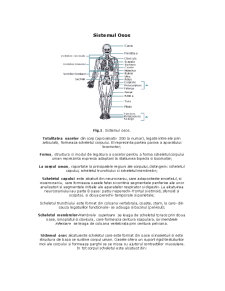 Sistemul Osos - Pagina 1