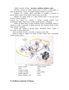 Studiul Sistemului de Frânare - Pagina 5