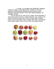 Proiectarea unei secții pentru obținerea sucului de mere concentrat - Pagina 3