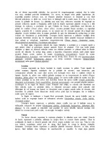 Particularități ale Condițiilor de Mediu în Zona Montană și Adaptările Plantelor la Acestea - Pagina 3