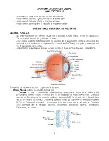 Anatomia aparatului vizual - Pagina 1