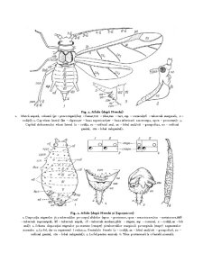 Încrengătura arthropoda - clasa insectă, ordinul homoptera, subordinul aphidinea, familia aphididae - Pagina 3