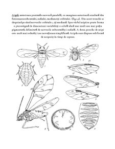 Încrengătura arthropoda - clasa insectă, ordinul homoptera, subordinul aphidinea, familia aphididae - Pagina 4