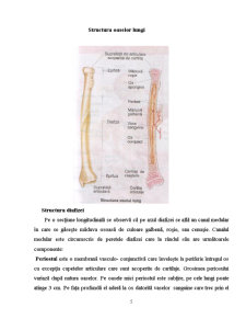Îngrijirea pacientului cu fractură de col femural - Pagina 4