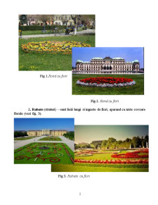 Plante floricole bienale destinate pentru ronduri rabate platbande și alte amenajări peisagere - Pagina 2