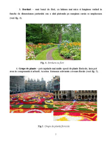 Plante floricole bienale destinate pentru ronduri rabate platbande și alte amenajări peisagere - Pagina 3