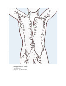 Anatomia Sistemului Vascular Limfatic - Pagina 2