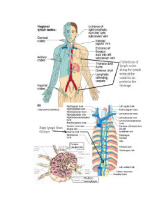 Anatomia Sistemului Vascular Limfatic - Pagina 3