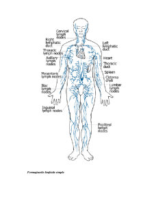 Anatomia Sistemului Vascular Limfatic - Pagina 4