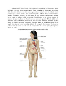 Anatomia Sistemului Vascular Limfatic - Pagina 5