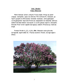 Liliacul - plantă - Pagina 2