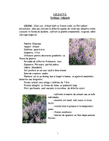 Liliacul - plantă - Pagina 3