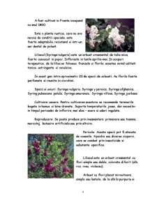 Liliacul - plantă - Pagina 4