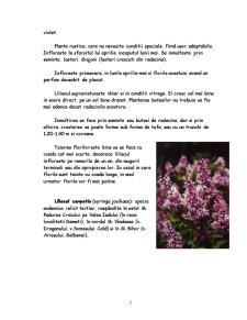 Liliacul - plantă - Pagina 5