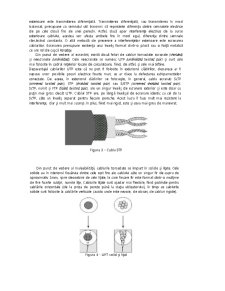 Cabluri de rețea - coaxial, torsadat în pereche, optic - Pagina 2