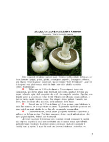 Ciuperci Halucinogene - Pagina 5