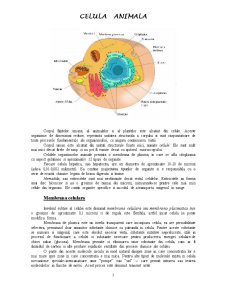 Celula animală - Pagina 1