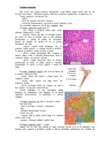 Celula animală - Pagina 5