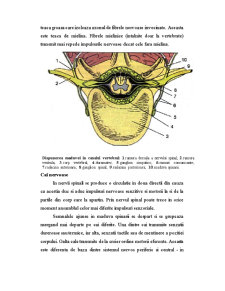 Sistemul Nervos - Pagina 3