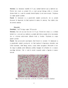Sângele - structura și funcțiile celulelor sangvine - Pagina 4