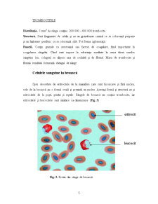 Sângele - structura și funcțiile celulelor sangvine - Pagina 5