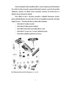 Subordinul Coccinea - Pagina 3