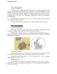 Drojdii și Mucegaiuri - Pagina 2