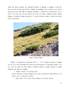 Componențele stațiunii forestiere - Pagina 20