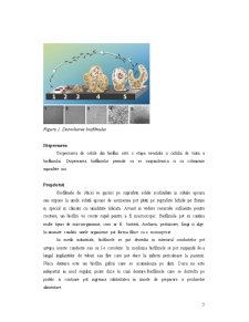 Biofilme microbiene și implicațiile lor în industrie - Pagina 3