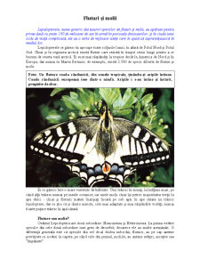Fluturi și Molii - Pagina 1