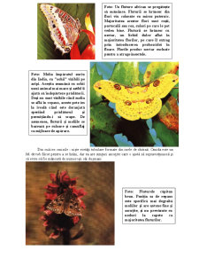Fluturi și Molii - Pagina 3