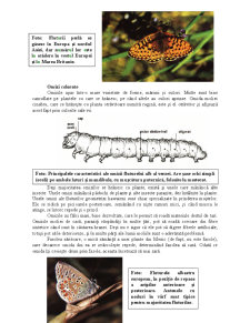 Fluturi și Molii - Pagina 4