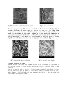 Arborele Cotit - Pagina 4